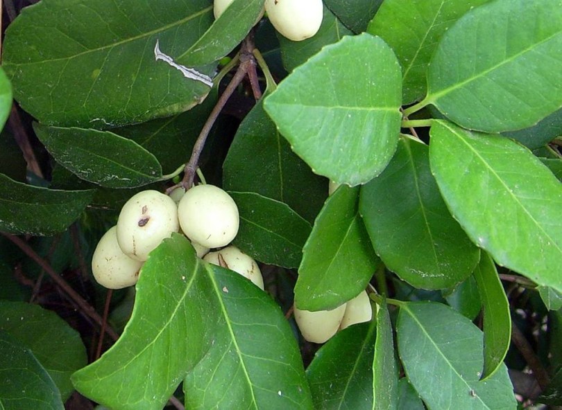Hamis olajfa - Elaeodendron orientale, Elaeodendron orientale, fagyérzékeny, gyümölcs